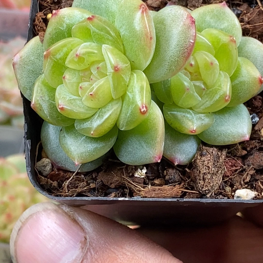 天官赐福百无禁忌