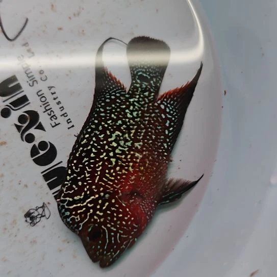 罗汉鱼三楼鱼…！！！！