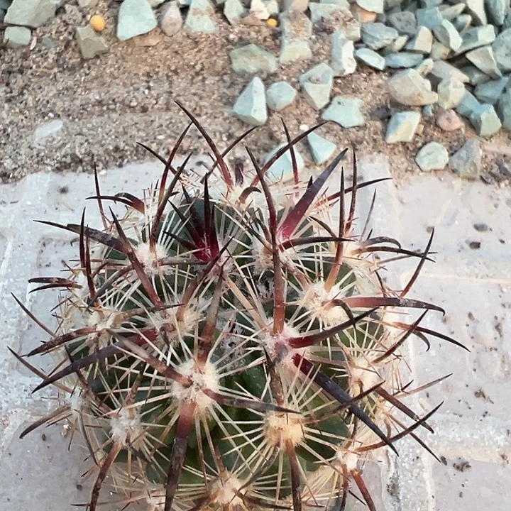 虎爪玉。 一代侧。