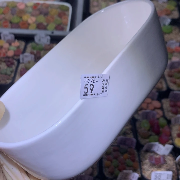 精品生石花226.59大盆