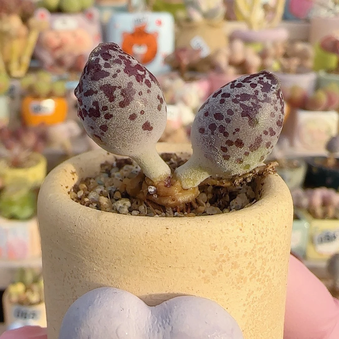 达摩白丸 盆口3cm