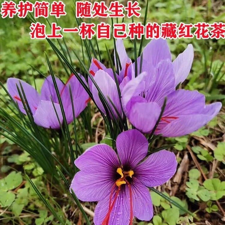 【藏红花种球】多年生庭院阳台球根花卉四季观赏植物简单易种