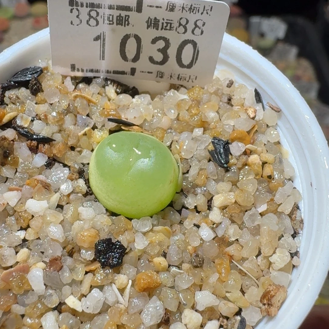 Sss精品生石花 1030