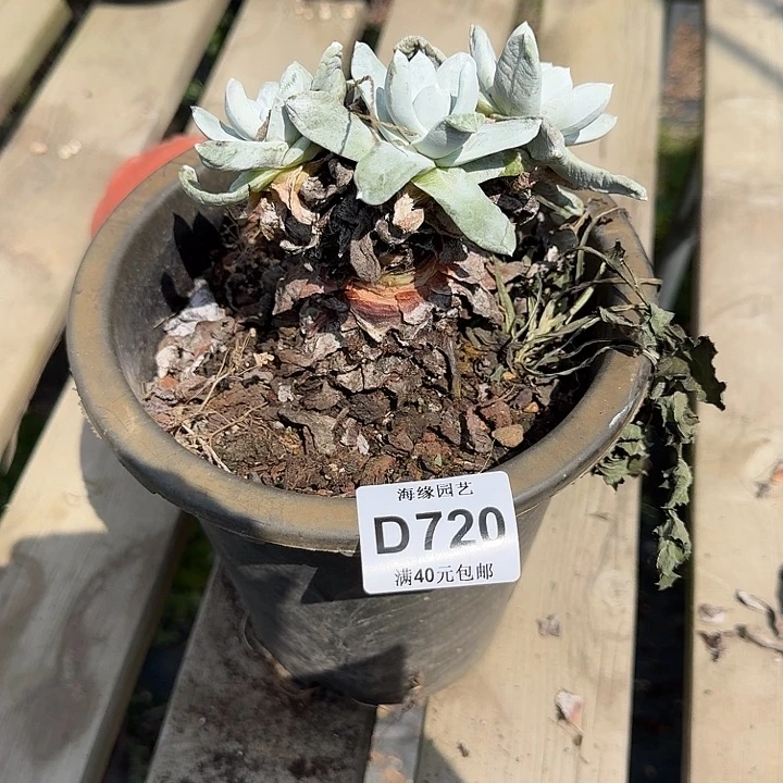 如**✨拇指仙女杯多肉植物