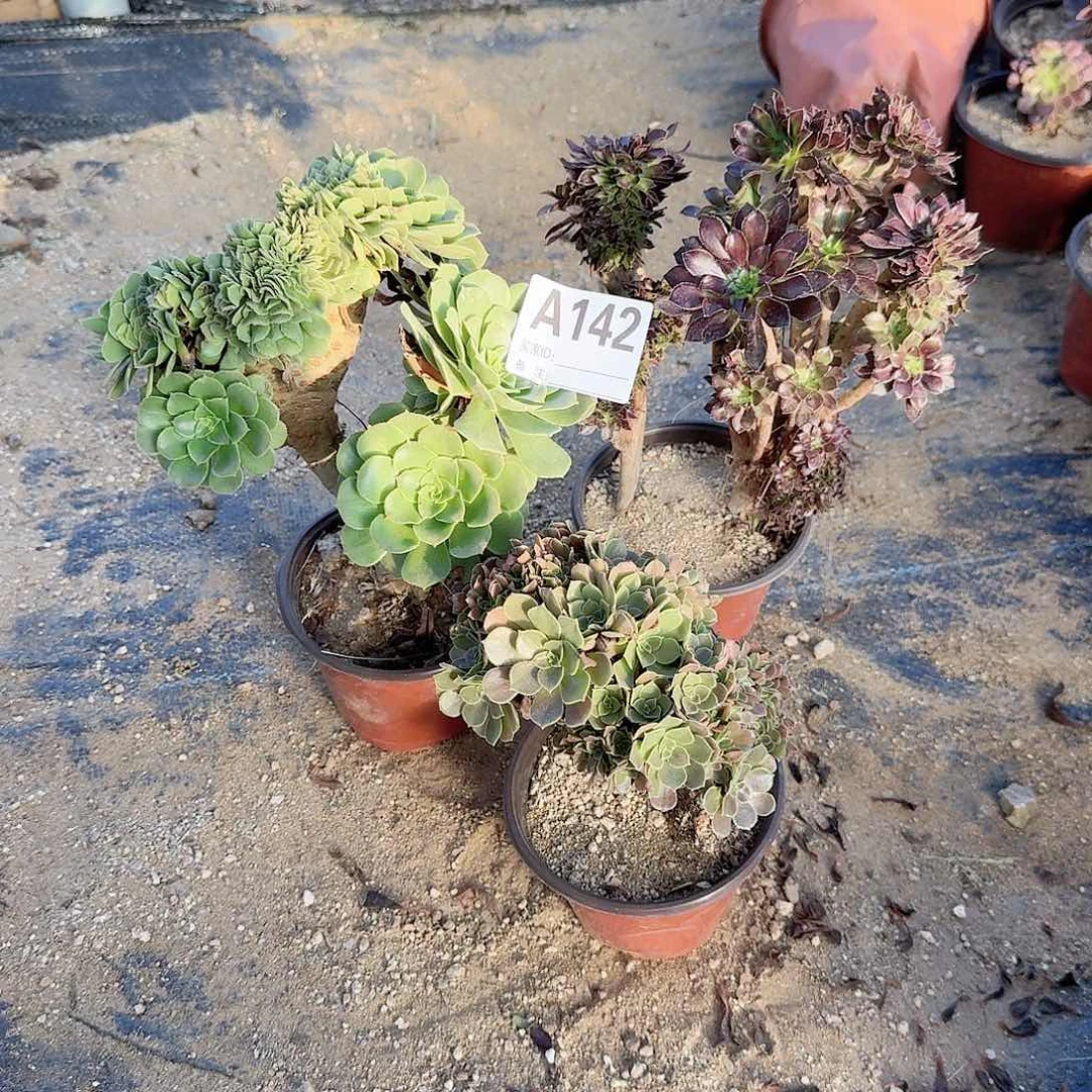 142绿缀黑法师玫瑰朵朵共4颗呀呀