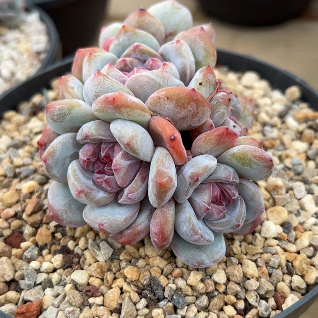 8头小脸石榴籽哈哈哈