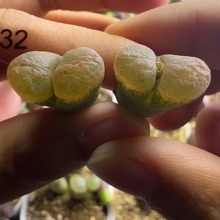 多肉..............32.....