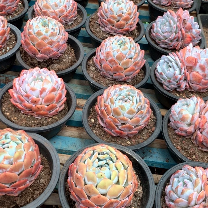 160杯精控单头橙梦露多肉植物