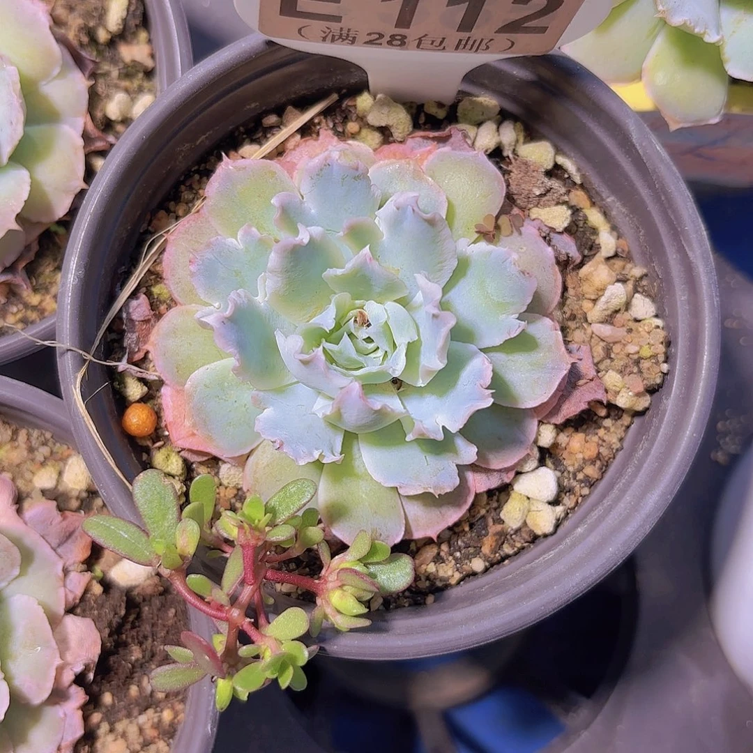 E112白芷一物一拍