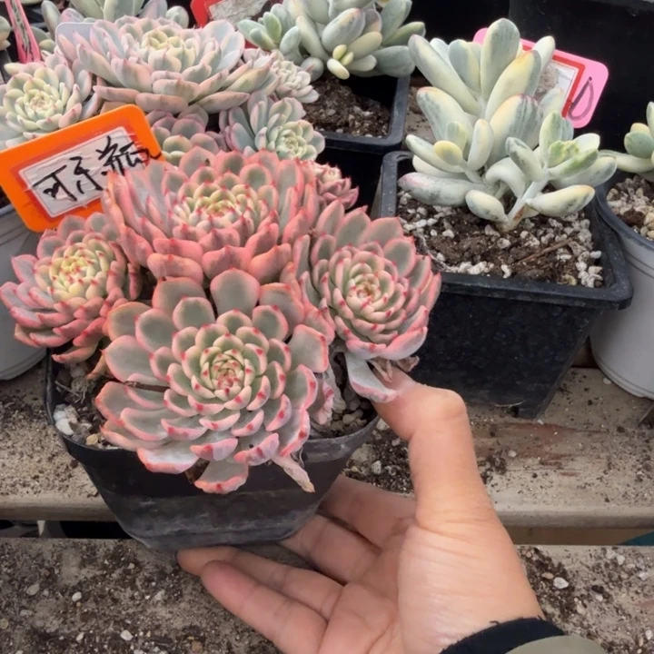 多肉植物姬莲锦啊