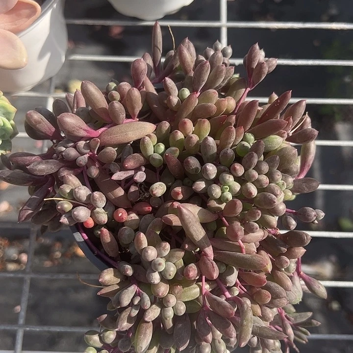 紫弦月多肉植物精品