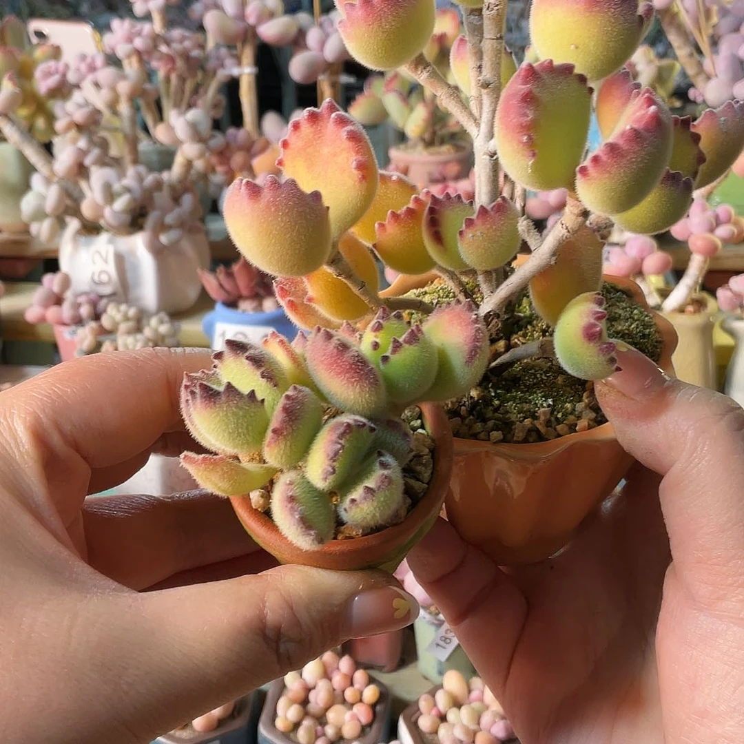 ?多肉植物的生长发育与