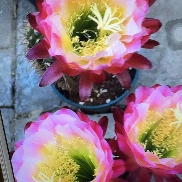 茉莉侧芽5公分左右毛花柱（20包邮）
