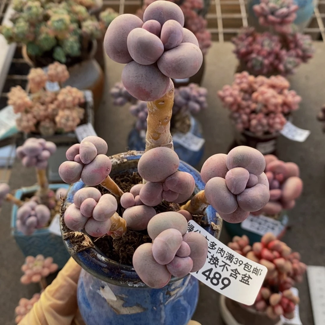 芭比奶酪489/9c m