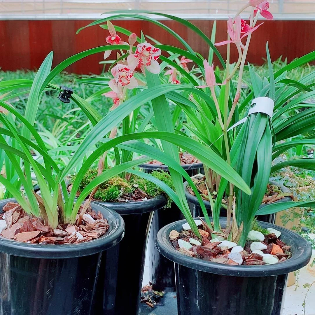 宁***生全部花苞一物一拍漂亮花苞