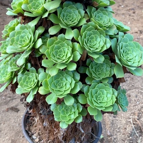 绿羊绒法师多肉植物915