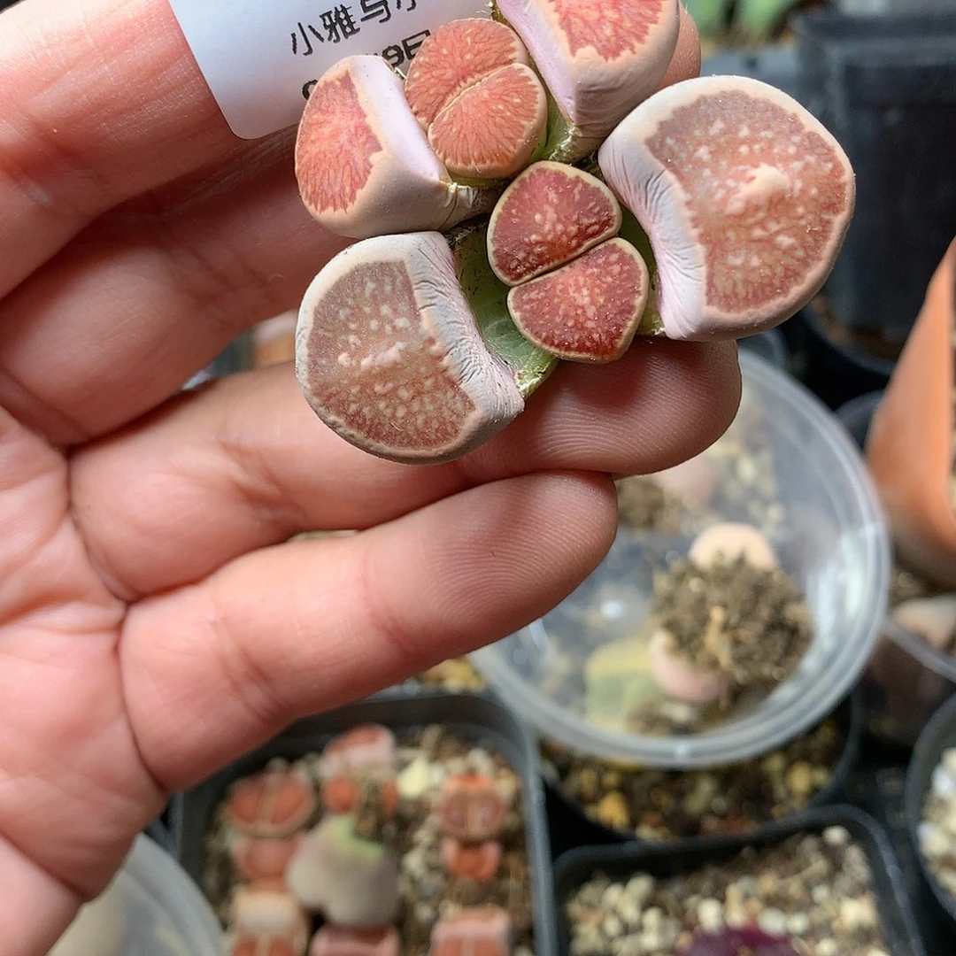 W863多肉植物保护研究所