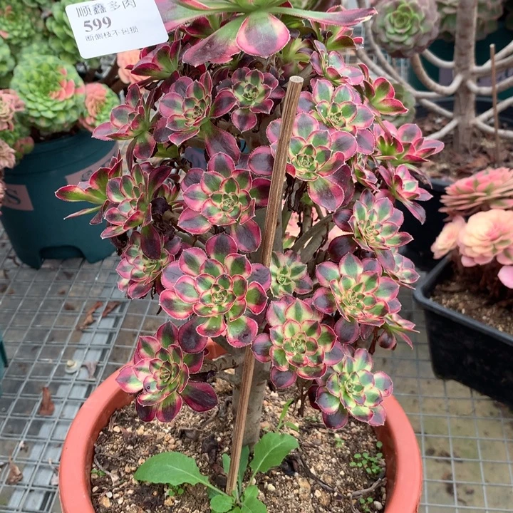 599冰淇淋多肉植物特价