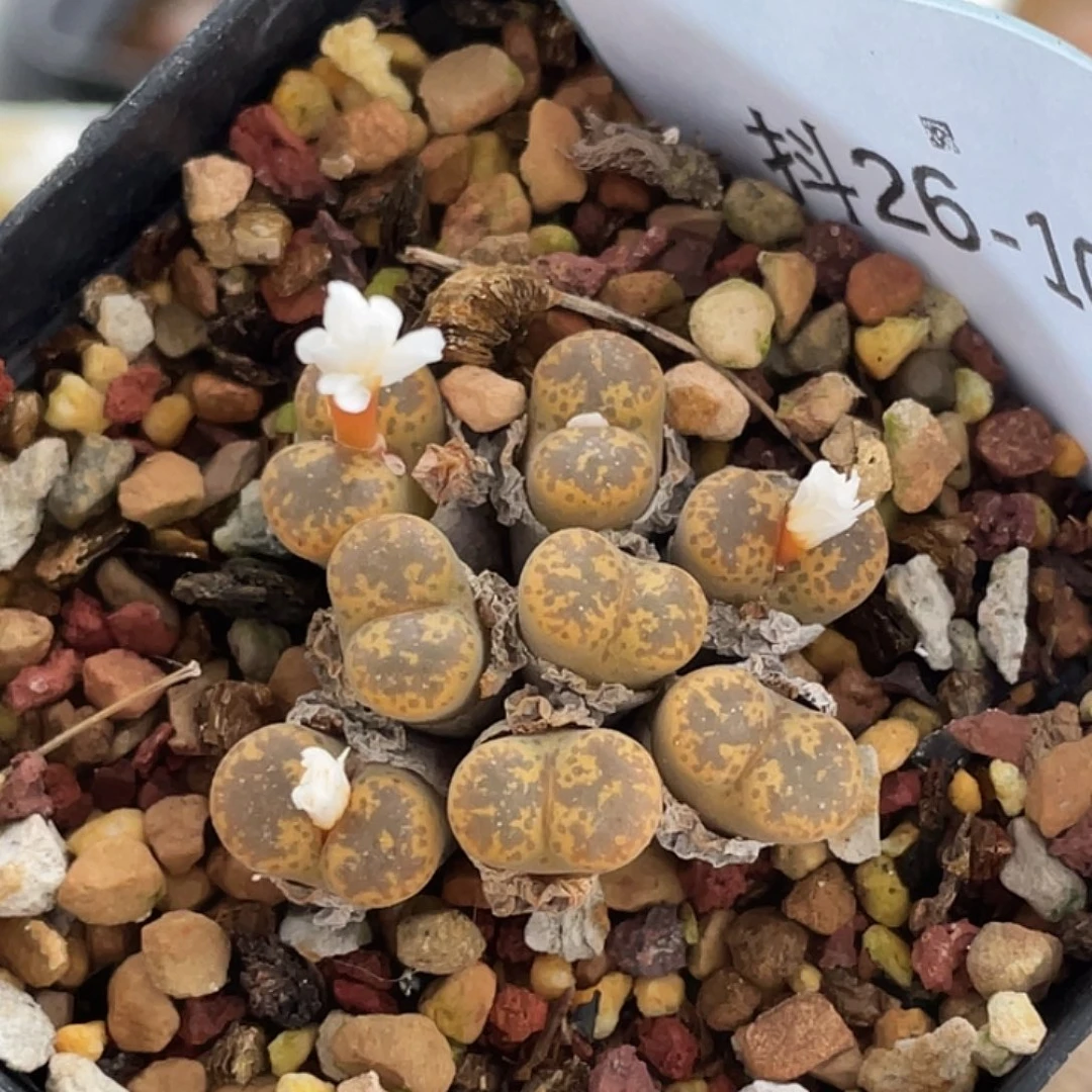 26-104勋章多肉植物