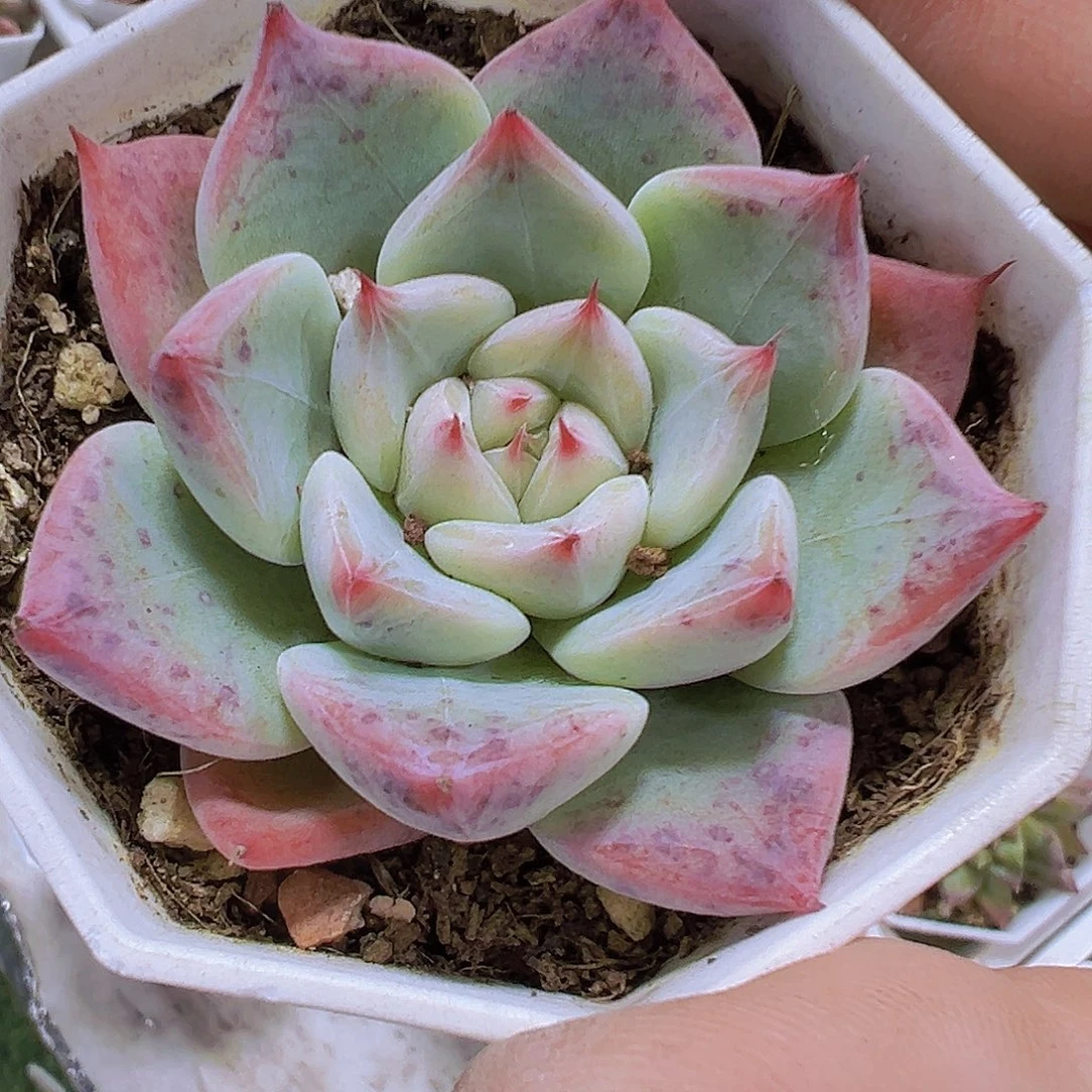 婚戒19包邮多肉植物