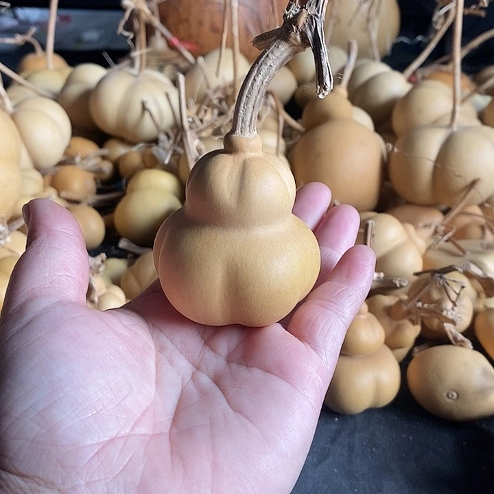 明*葫芦的颜色很好看