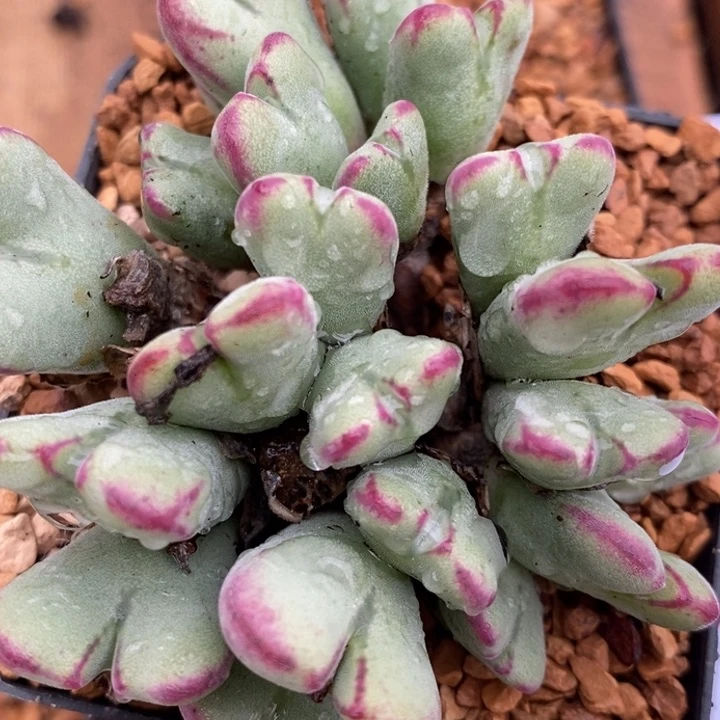 19101沙文利亚一群