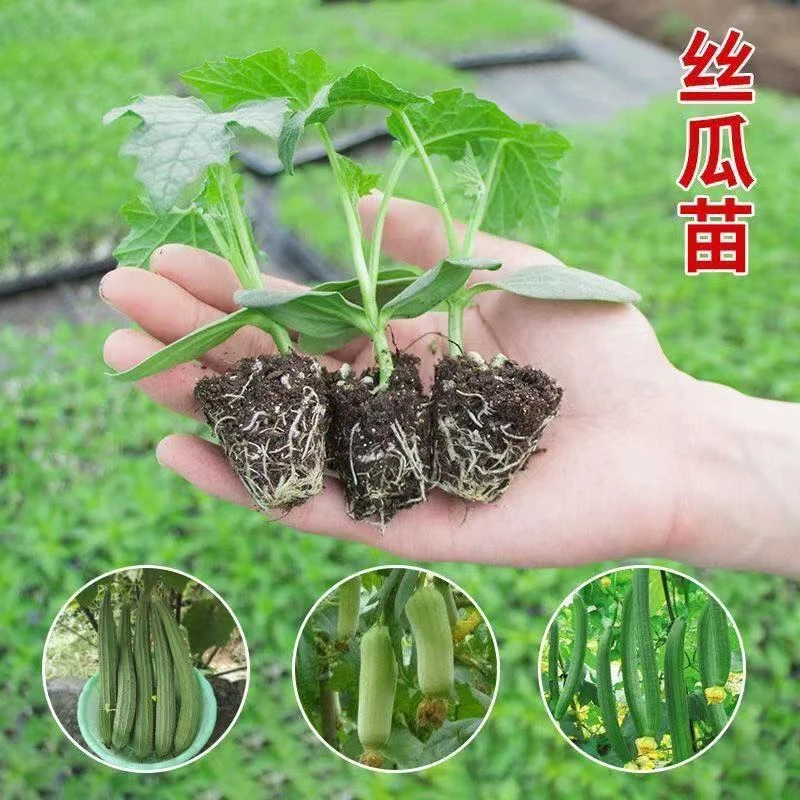 精选高产丝瓜秧苗盆栽地栽阳台蔬菜种植