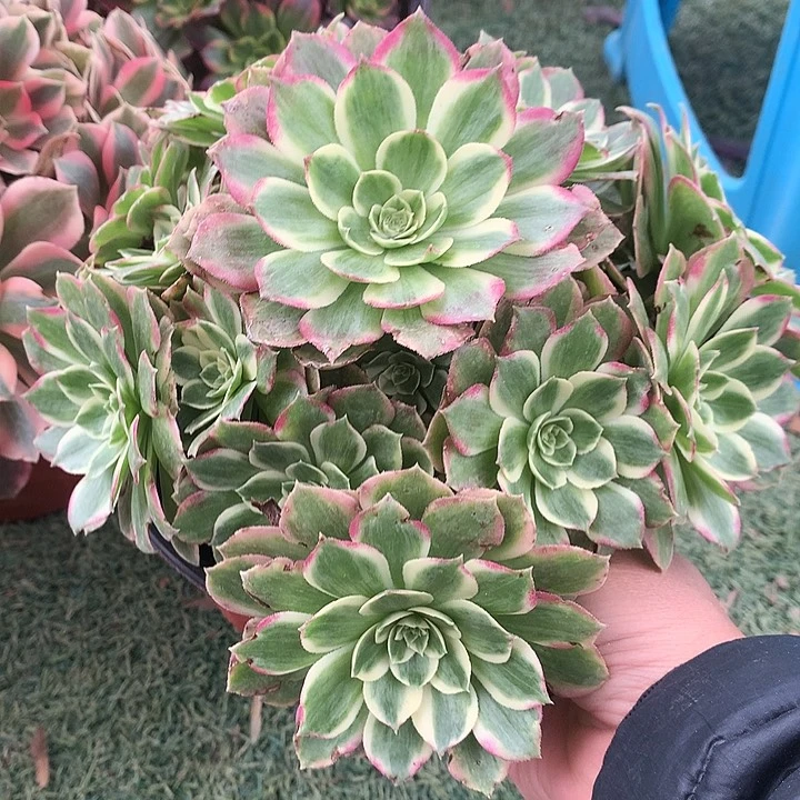 706水蜜桃多肉植物