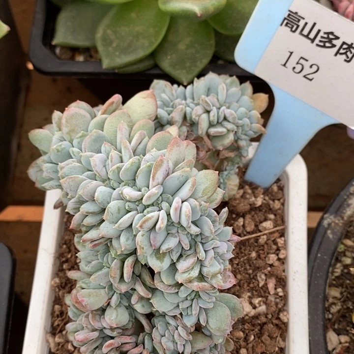 D152- 直播福利 缀化