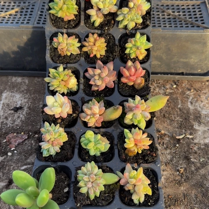 177多肉植物一物一拍