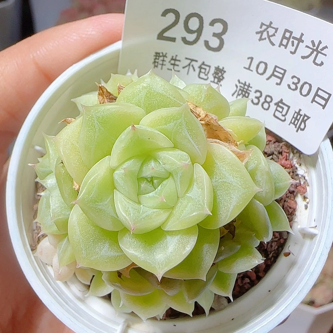 1030-293ppt-72麦秆