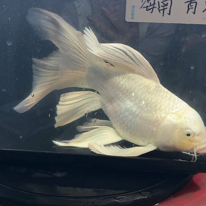 蝴蝶鲤鱼蝴蝶鲤包邮88微瑕