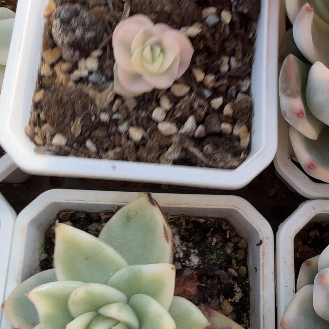 可爱玫瑰锦，覆轮，多肉植物