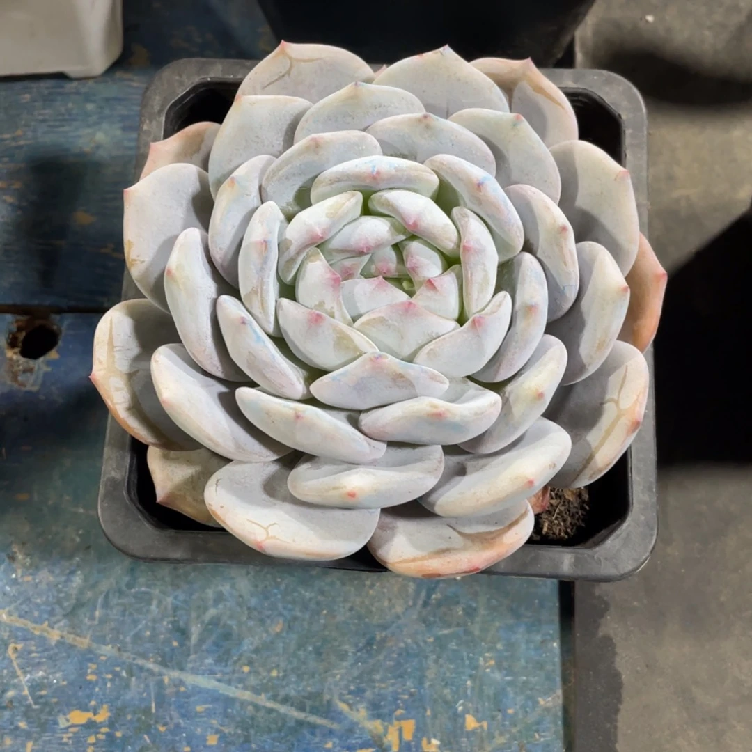 雪橙一物一拍中通快递