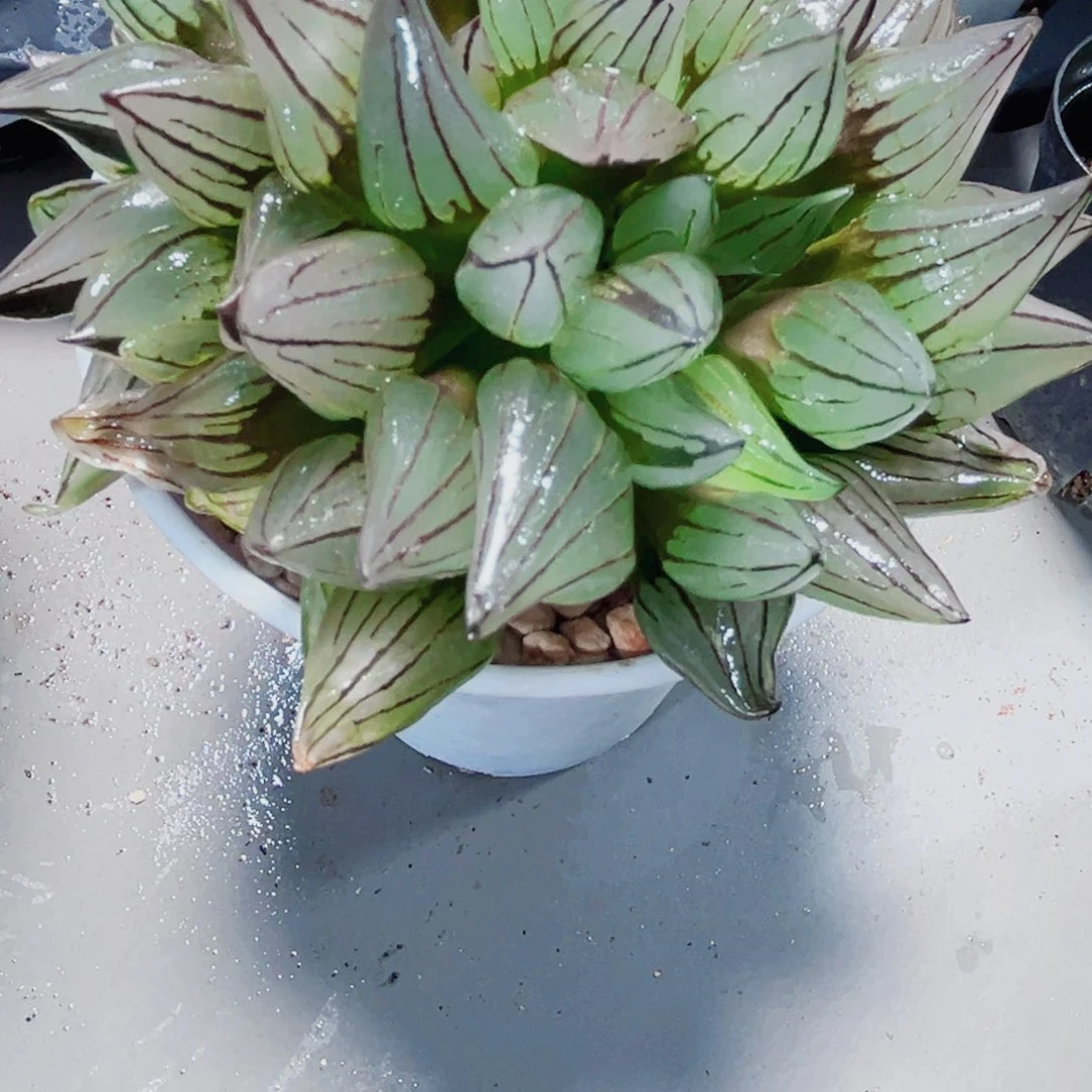 母本西瓜寿多肉植物