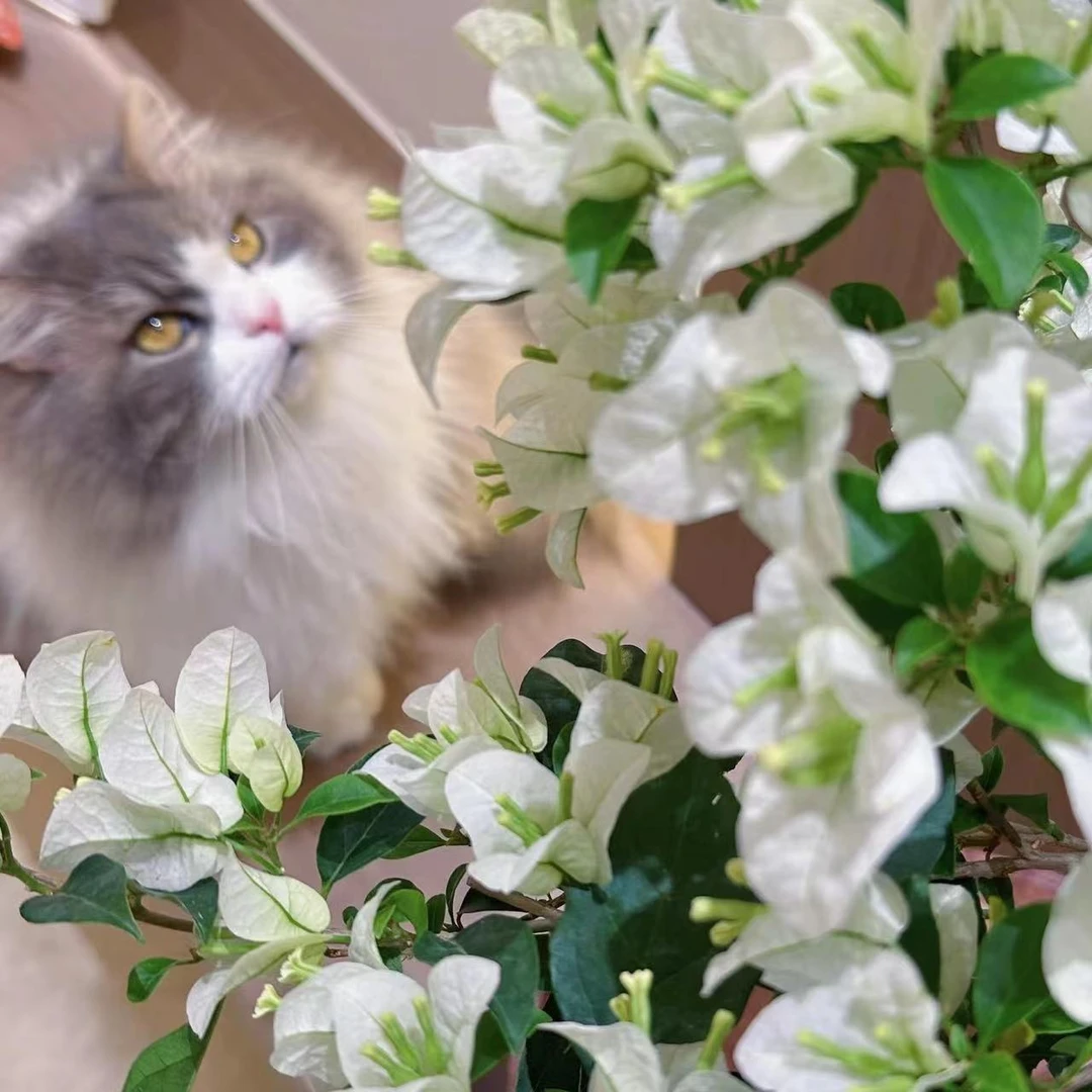 白雪公主 洁白无瑕花色好看好养三角梅四季开勤花