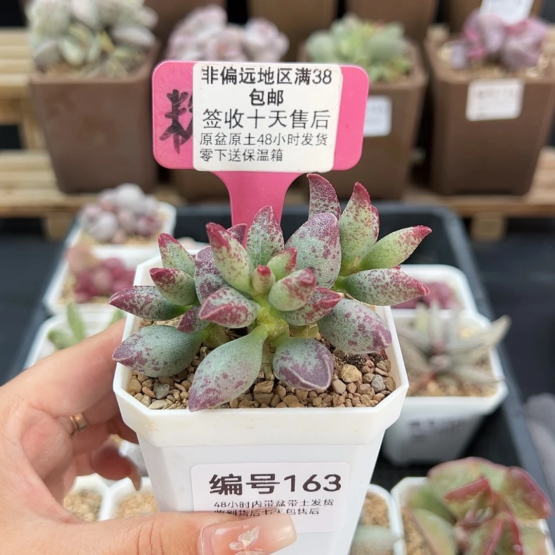 163艾薇多肉植物