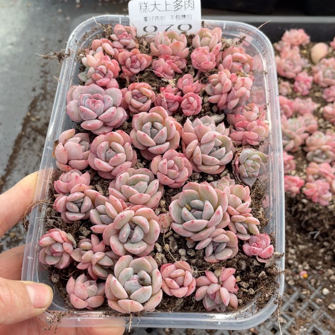 糕大上多肉植物070