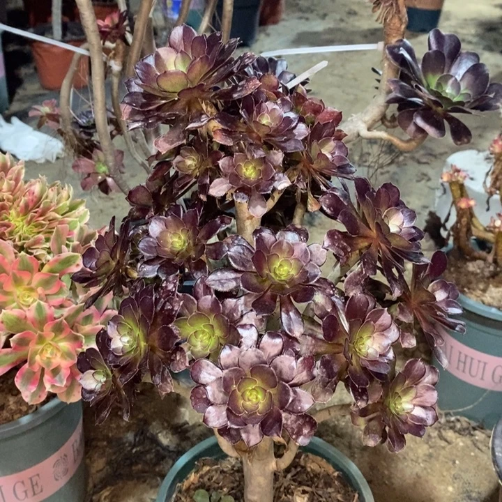 黑法多肉植物41。