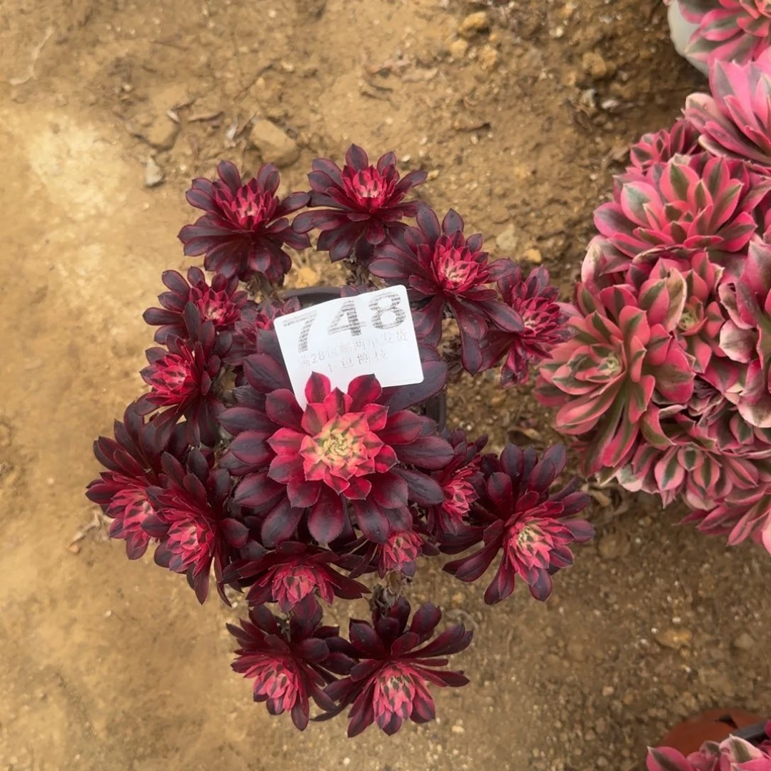 748号黑桐超白福利不包损