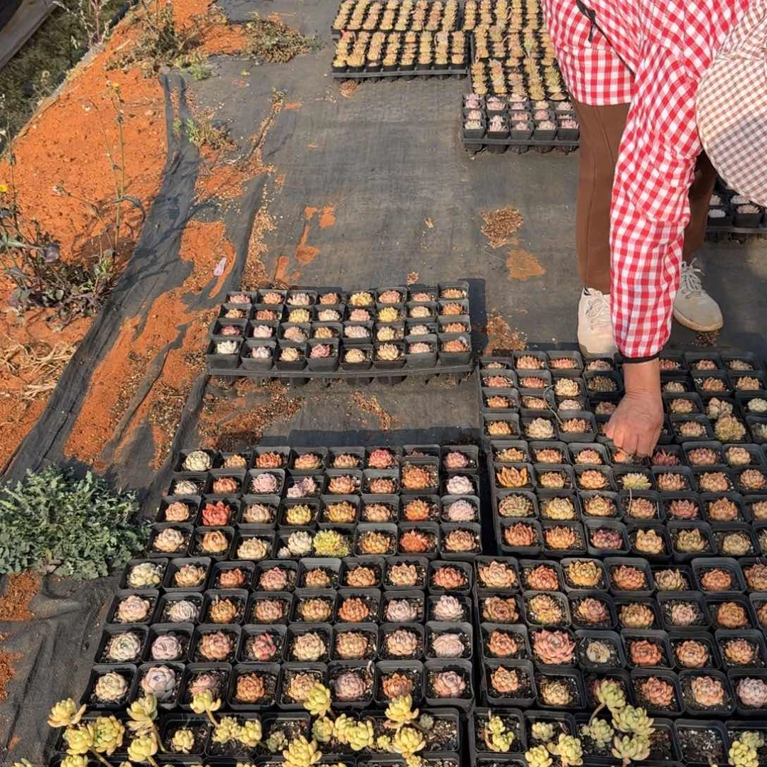 路养杂交六号箱子一箱量拍