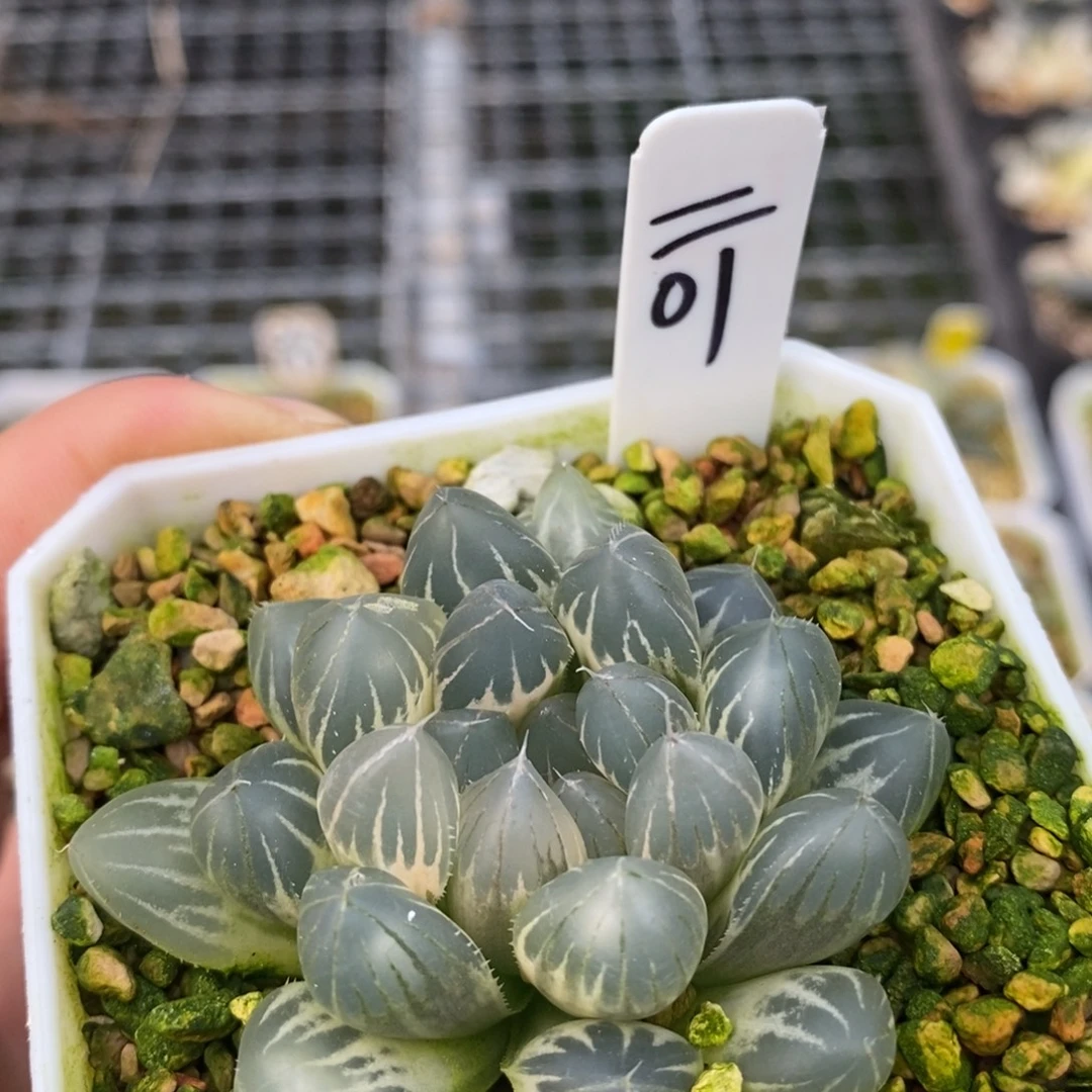 01白糊班霓虹灯玉露