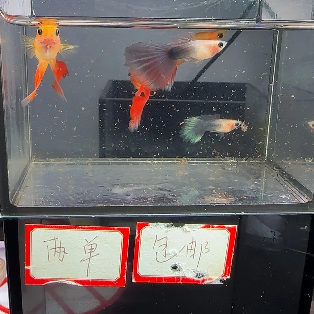 孔雀鱼玻璃猫公联手