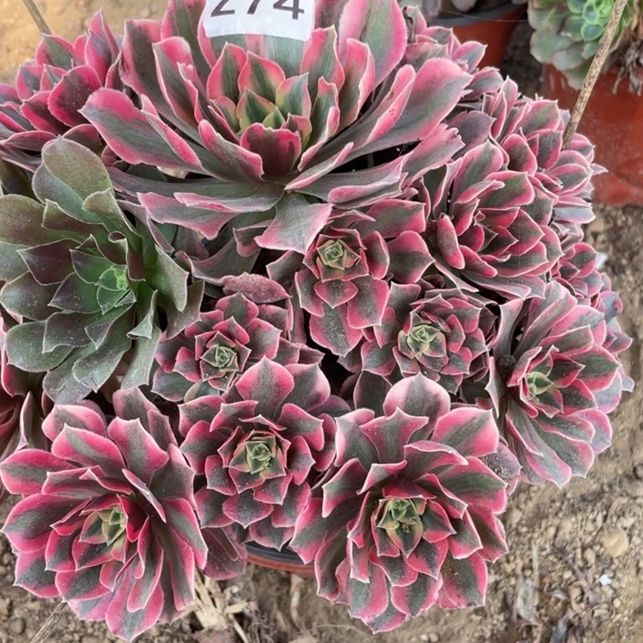 无花朵274多肉植物女妖