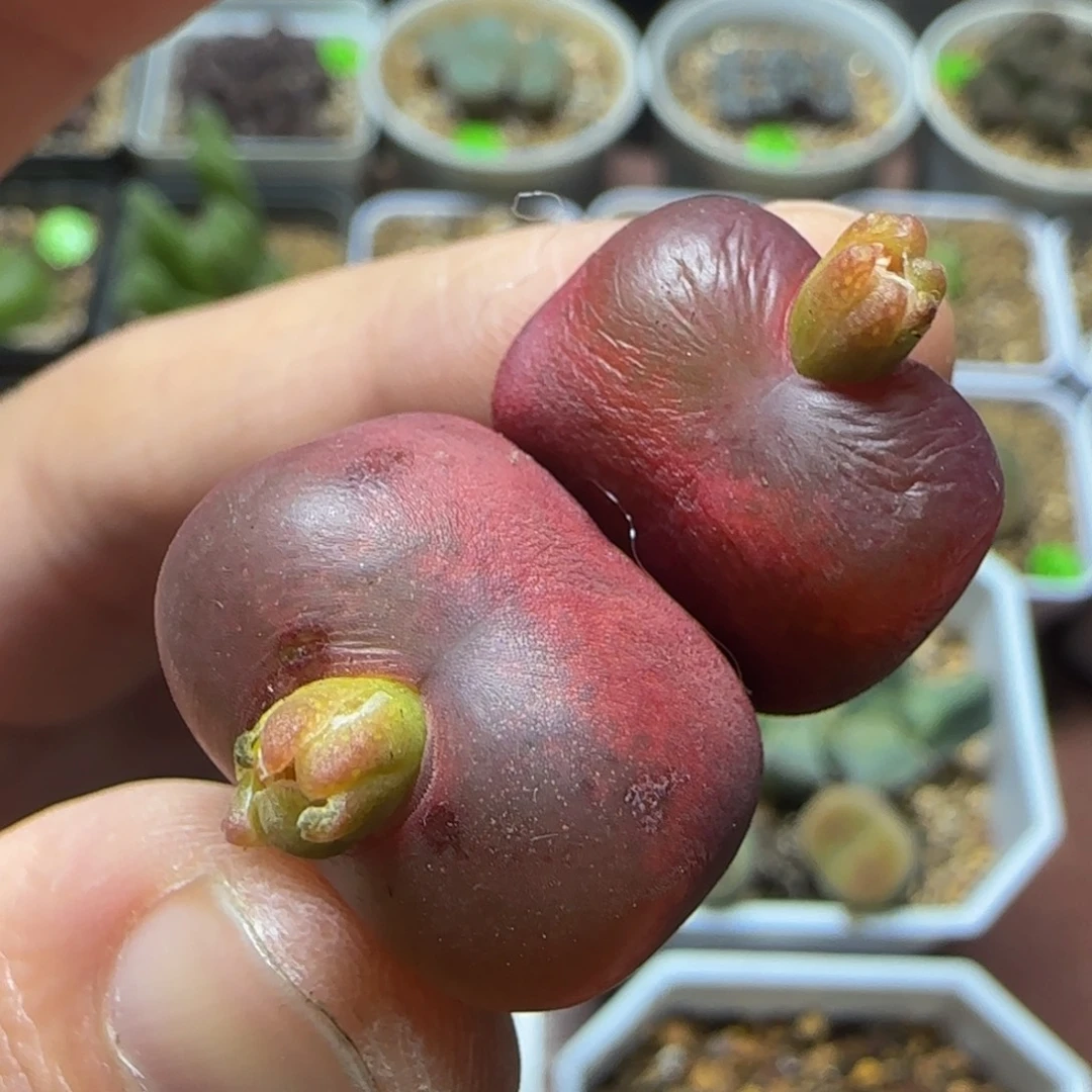 双头漂亮多肉植物459