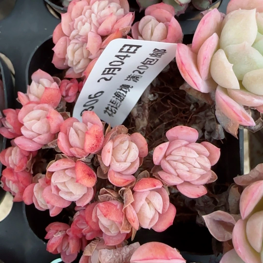 花语逸镜0204-806