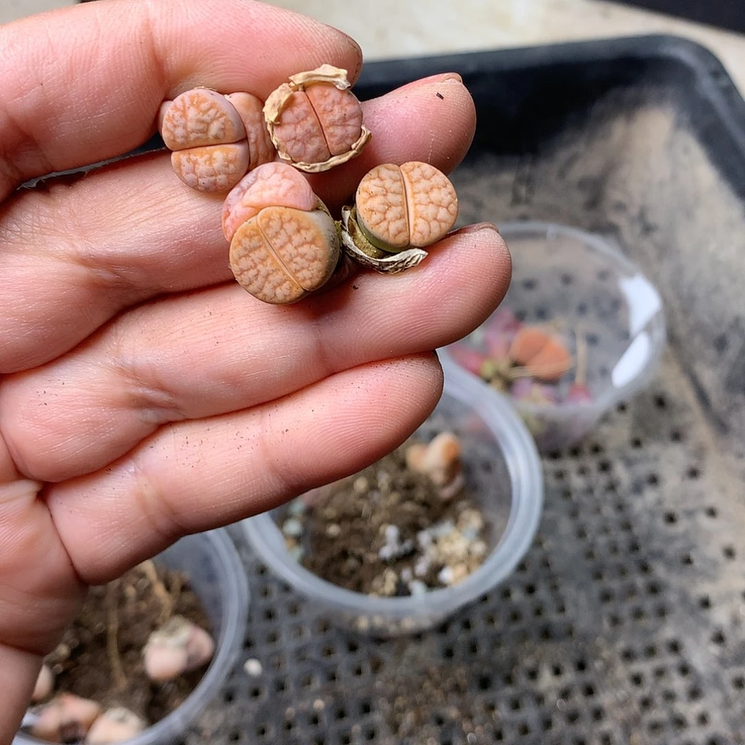 那***娘A211多肉植物保护研究所