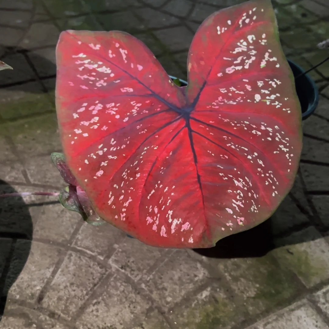 原***人完全开放5022泰彩