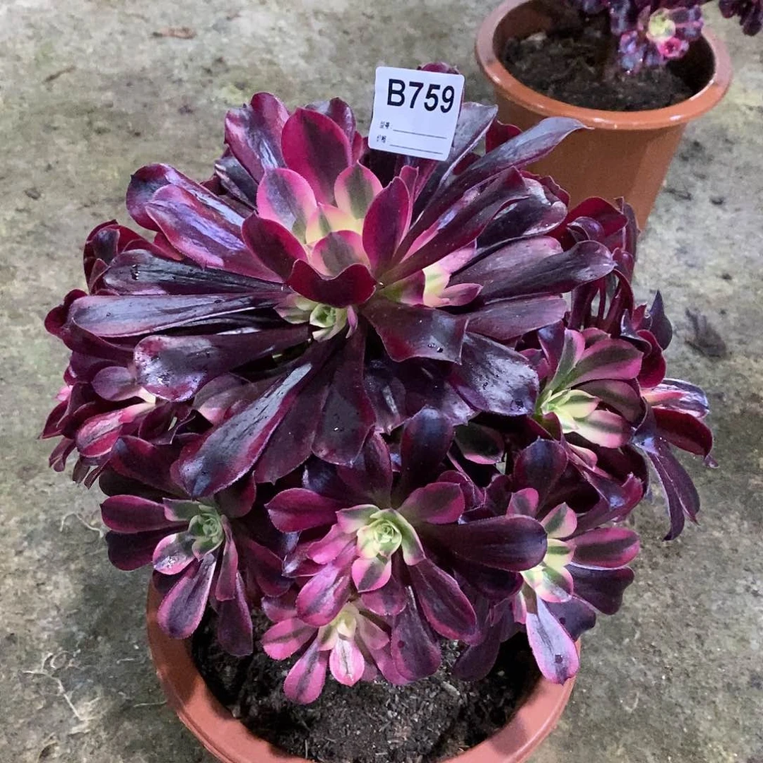 美杜莎多肉植物759