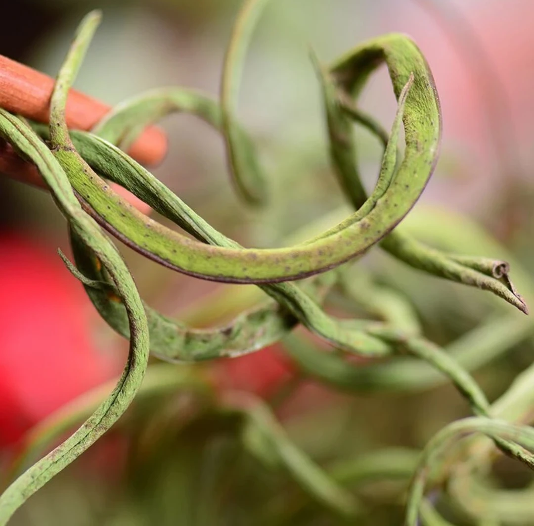 【现收】hsc云南农家好山货干货土特产食用农产品-----【3】---------